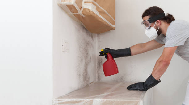 Professional Basement Mold Removal technician working in Canton, TX