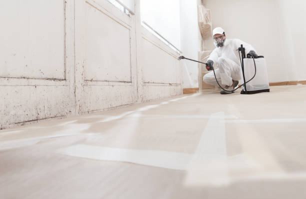 24/7 Emergency Basement Mold Removal experts in Canton, TX