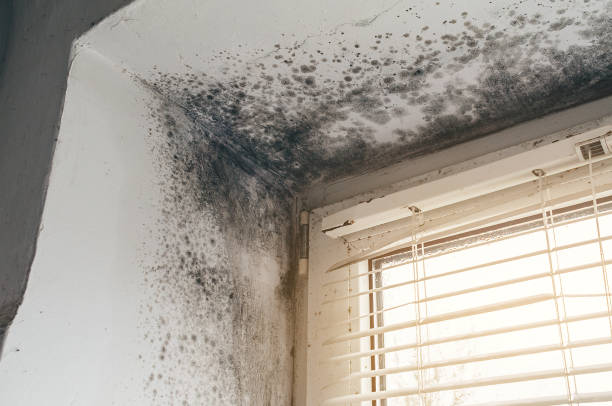 Affordable Basement Mold Removal solutions in Canton, TX