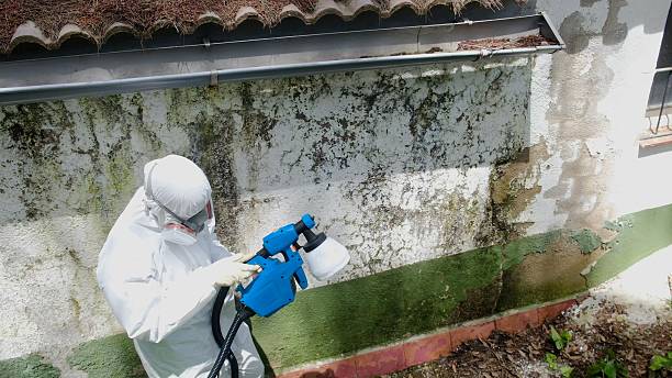 Top rated local Basement Mold Removal specialists in Canton, TX
